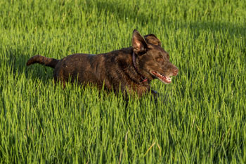 dog runing through rice field